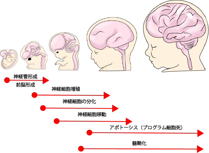 The Growth Process of the Fetal Brain