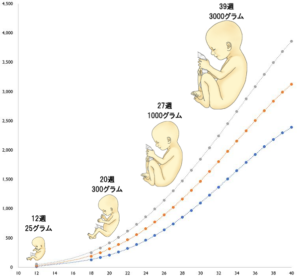 Growth graph of the fetal body