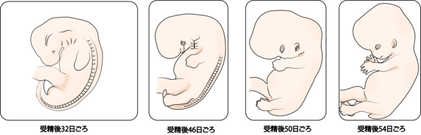 胎芽発育シェーマ