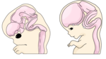 胎児の成長過程